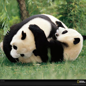 Meet your Posher, Johnson